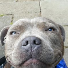 a close up of a dog wearing a blue bandana