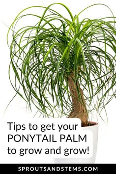 a potted plant with the words tips to get your ponytailtail palm to grow and grow