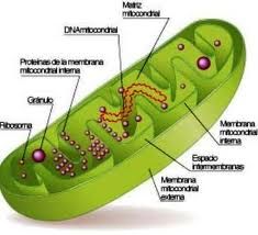 the structure of a plant cell