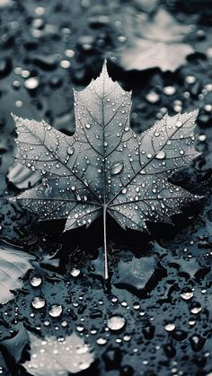 a leaf is laying on the ground with water droplets