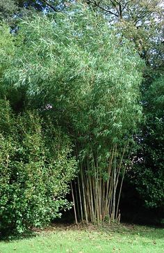 a tall bamboo tree in the middle of a grassy area next to some bushes and trees