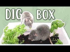 an image of two mice in a box full of plants and dirt with the words dig box above it