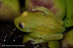 a green frog sitting on top of some fruit