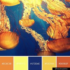 the color scheme is orange, yellow and blue with jellyfish swimming in the water