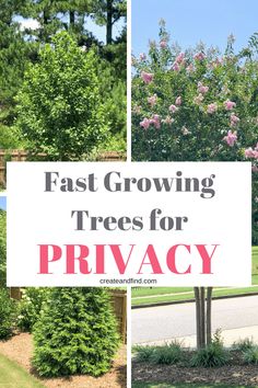 trees for privacy in the front yard with text overlay that reads fast growing trees for privacy