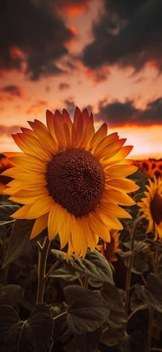 the sunflowers are blooming in the field as the sky is dark and cloudy