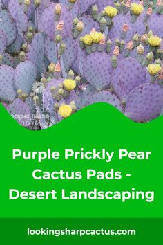 purple pricky pear cactus pads - desert landscaping book cover image with text overlay