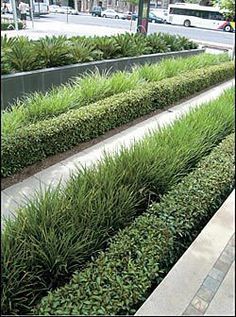 a long row of green bushes next to a sidewalk