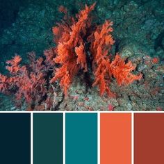 the color scheme for corals and seaweed is blue, green, orange, and red