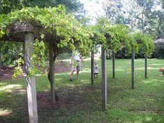 two people and a dog are walking in the grass under some wooden structures with vines on them