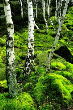 some very pretty trees in the woods with green moss on them and rocks under them