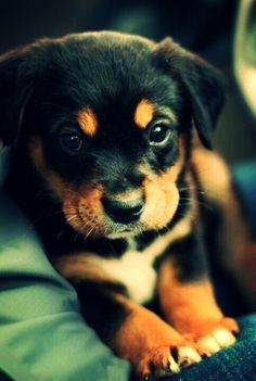 a puppy is sitting on someone's lap and looking at the camera with an intense look