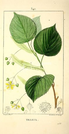 an antique botanical print of leaves and flowers