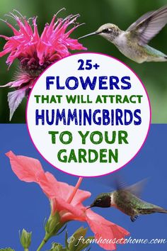 flowers that will attract hummingbirds to your garden