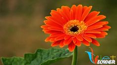 an orange flower with green leaves in the foreground and a blurry background behind it