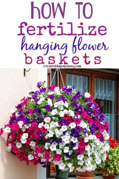 hanging flower baskets with text overlay how to fertilize hanging flower baskets