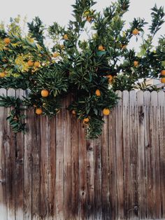 an orange tree in front of a wooden fence