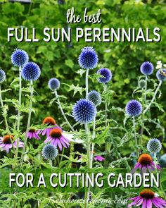 the best full sun perennials for a cutting garden