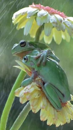 a green frog sitting on top of a yellow flower