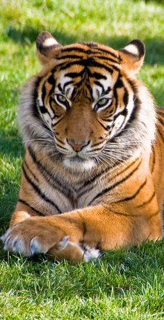 a tiger laying in the grass with its eyes closed and it's head turned to the side