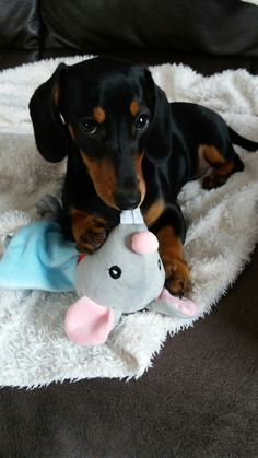 a dachshund puppy chewing on a stuffed animal toy while laying on a blanket