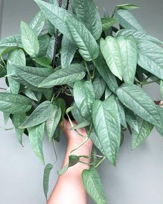 a plant with green leaves is being held up by someone's hand in front of a gray wall