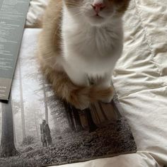 a cat sitting on top of a book next to a white bed sheet and pillow