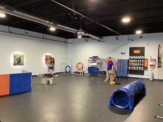 two people are playing with their dogs in an indoor play area that is painted orange, blue and white