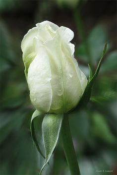 a white rose with water droplets on it's petals