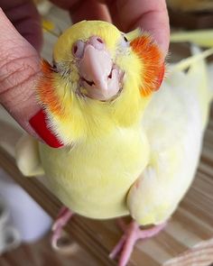 a small yellow bird is being petted by someone