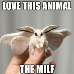 Moth Man Pfp, Mothman Pfp, Mothman Cute, Moth Person, Moth Creature, Moth People, Moth Memes Lamp