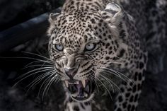 a close up of a leopard with its mouth open