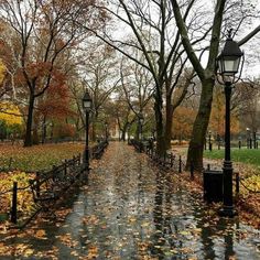 a street with trees and leaves on the ground