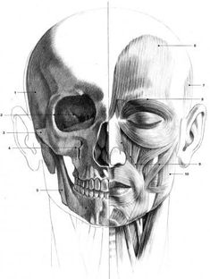 a drawing of the head and neck with muscles drawn on it's side by hand