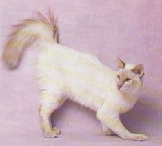 a white cat standing on top of a pink background