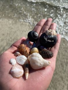 a hand holding several seashells on the beach