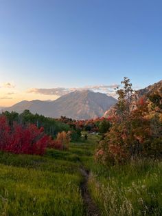 a dirt path in the middle of a lush green field with mountains in the background