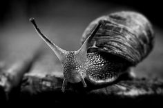 Extreme Macro Photography, Pictures Of Insects, Cartoon Art Drawing, Black Paper Drawing, Artsy Photos, Bw Photography, Nature Tattoos, White Picture, Animal Heads