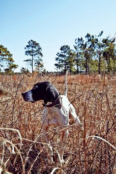 a black and white dog standing in tall grass