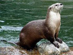 an otter sitting on top of a rock in the water