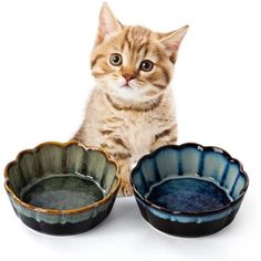 a kitten sitting next to three bowls on a white surface with one cat looking at the camera