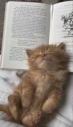 an orange kitten laying on top of a bed next to an open book with its eyes closed