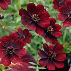 some red flowers are in the middle of green leaves and purple plants with brown centers