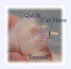 Rabbit Nails Trimming, White Clear Nails, Rabbit Nails, Nails Pics, Diy Bunny Cage, Diy Bunny Toys, Bunny Care Tips, Guinea Pig Diy