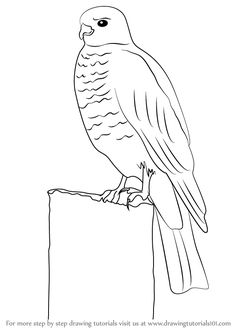 a bird sitting on top of a piece of paper with the words for more step by step drawing instructions visit us at www drawingstuffstuffstuffstuffstuffstuff com