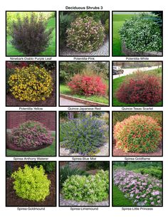 the different types of shrubs are shown here