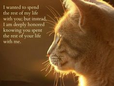 a close up of a cat's face with a quote on it that says, i wanted to spend the rest of my life with you