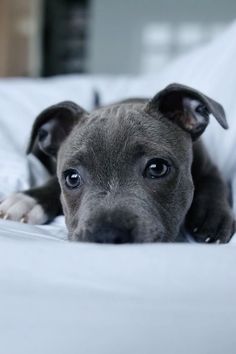 a small dog laying on top of a white bed covered in blankets and pillows, looking at the camera