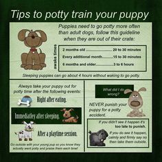 a poster with instructions on how to potty train your puppy