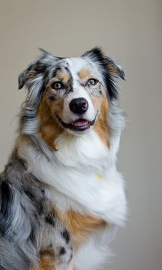 a collie dog is sitting and looking at the camera